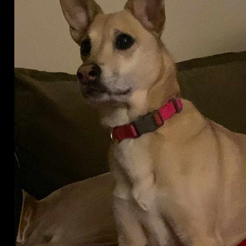 Honey is registered to the contest to win money with this photo: accessories, animal, canine, chihuahua, collar, couch, dog, eskimodog, furniture, hound, husky, leash, pet, puppy, snout, strap, whitedog