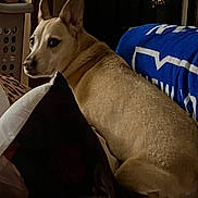 Irizarry Irene joined the competition — help win amazing prizes! dog, indoor, couch, blanket, pillow, light, resting, pet, furniture, curious, brown, home, relaxed, animal, canine, domestic, companion, cozy, soft, looking_back