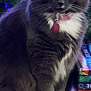 Hazel is registered to the contest to win money with this photo: cat, christmas_tree, close_up, cute, decorations, domestic_animal, feline, festive, fluffy, gift_boxes, gray_cat, holiday_lights, holiday_season, indoor, ornaments, pet, pink_collar, sitting, whiskers, white_paws