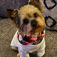 Charlie Brown is registered to the contest to win money with this photo: dog, small_dog, pet, white_shirt, scarf, tilted_head, cute, curious, indoors, couch, gray_couch, textured_fabric, fur, ears, animal, companion, looking_up, portrait, sitting, cozy