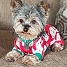 Charlie Brown joined the competition — help win amazing prizes! dog, pet, canine, pajamas, sweater, red, white, green, couch, furniture, indoor, fur, cute, small_dog, relaxed, portrait, animal, companion, cozy, home