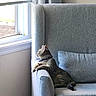 cat, tabby_cat, indoor, window, armchair, gray_furniture, pet, domestic_animal, relaxed, side_view, collar, sunlight, quiet, cozy, living_room, resting, looking_out, curiosity, feline, home