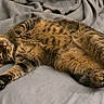 Punkin joined the competition — help win amazing prizes! cat, tabby, sleeping, cozy, blanket, fur, pet, domestic_animal, cute, relaxed, resting, whiskers, paw, indoor, animal, mammal, feline, soft, bed, napping
