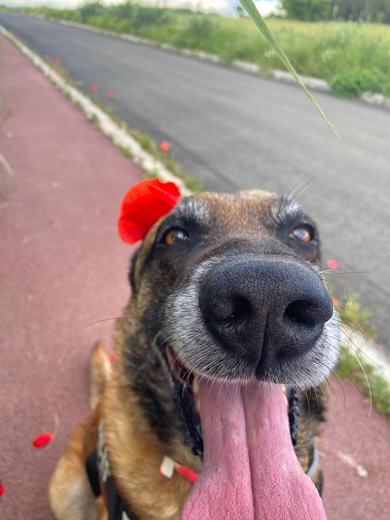 Gecko a rejoint le concours — aidez-le/la à gagner de superbes lots ! canidae, carnivore, cimarron_uruguayo, dog, dog_breed, fawn, snout, sporting_group