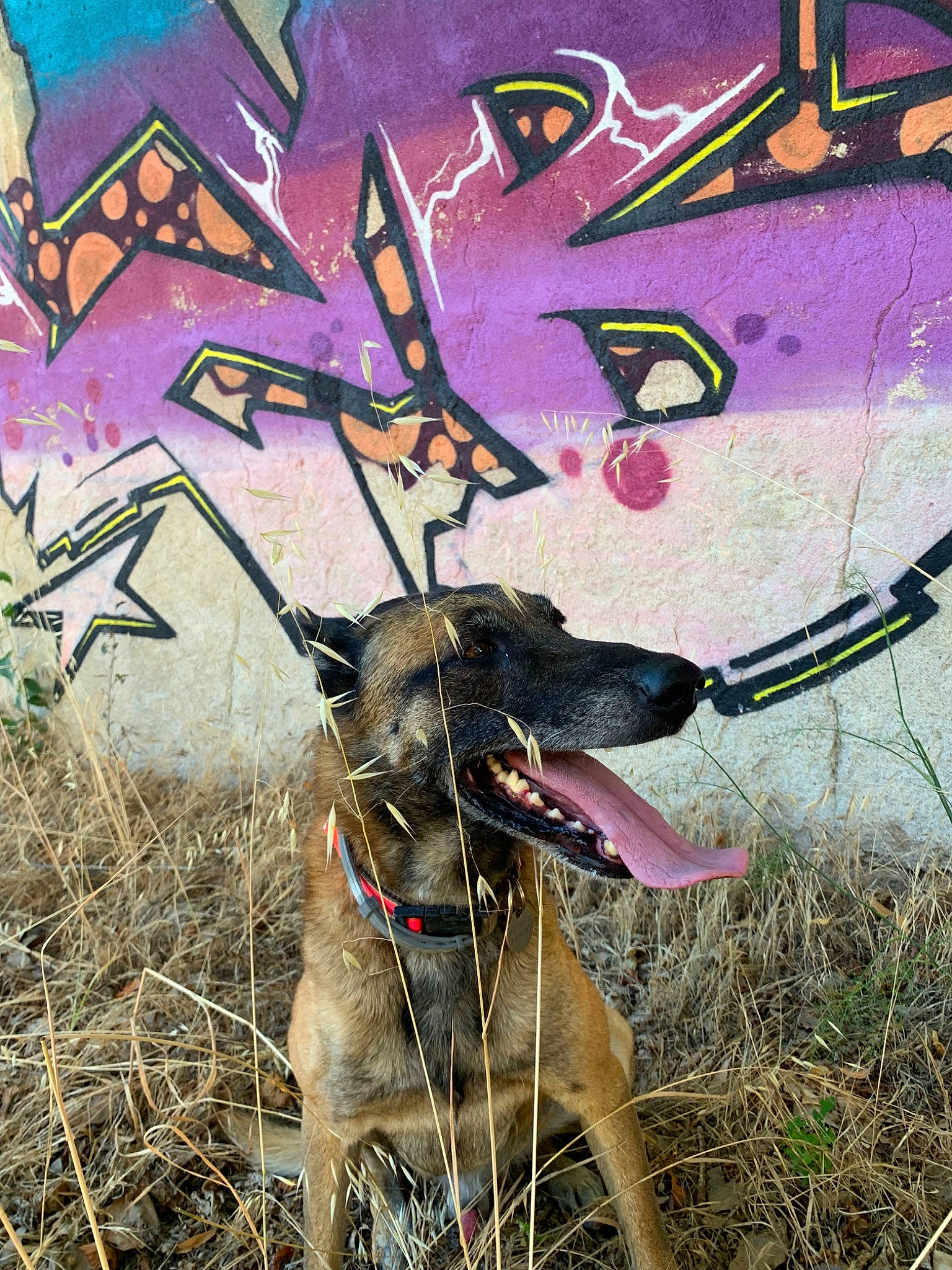Gecko participe au concours pour gagner de l'argent avec cette photo : art, canidae, carnivore, dog, dog_breed, fawn, graffiti, hunting_dog, leash, plant, snout, sporting_group