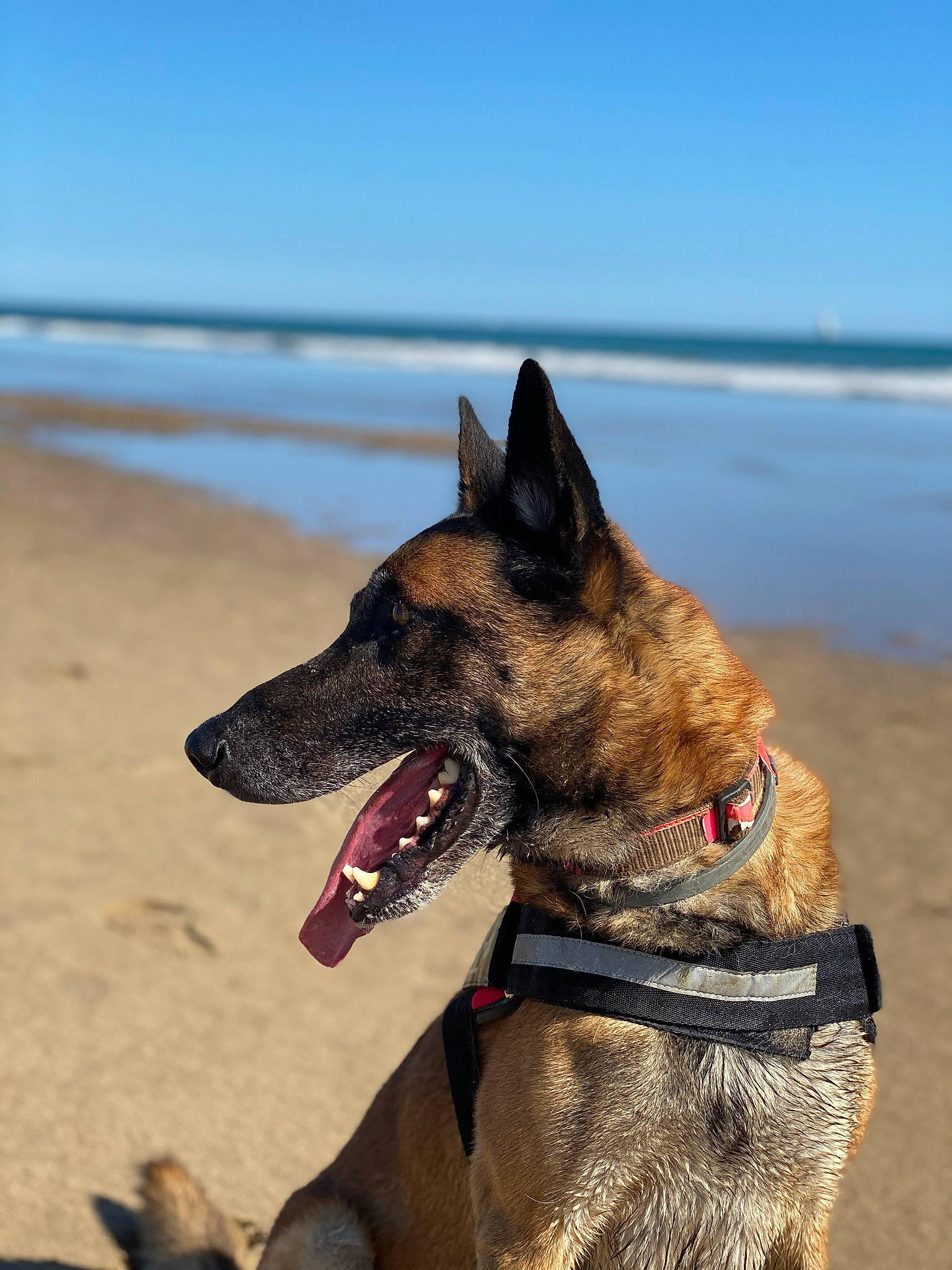Gecko participe au concours pour gagner de l'argent avec cette photo : belgian_shepherd, belgian_shepherd_malinois, canidae, carnivore, dog, dog_breed, dog_collar, dutch_shepherd_dog, fawn, formosan_mountain_dog, kunming_wolfdog, mammal, rare_breed_dog, snout, vertebrate, working_dog