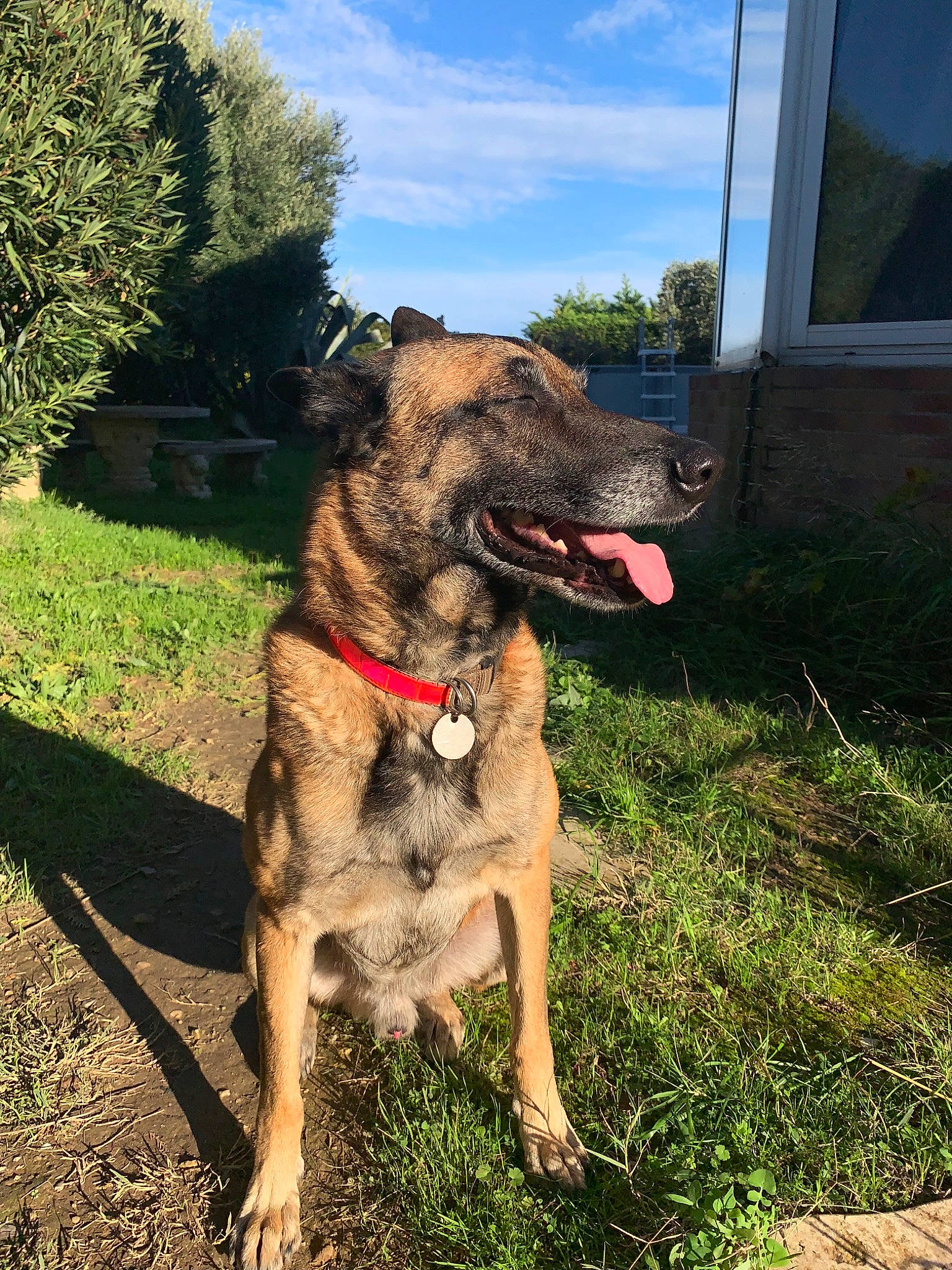 Gecko a rejoint le concours — aidez-le/la à gagner de superbes lots ! belgian_shepherd_malinois, canidae, carnivore, dog, dog_breed, fawn, german_shepherd_dog, mammal, plant, rare_breed_dog, snout, sporting_group, vertebrate, working_dog