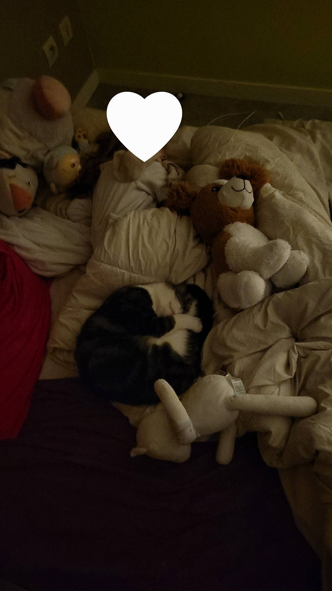 Scotty a rejoint le concours — aidez-le/la à gagner de superbes lots ! bed_sheet, bedding, comfort, darkness, event, felidae, flooring, fur, gesture, linens, pillow, plush, room, small_to_medium_sized_cats, stuffed_toy, teddy_bear, toy, whiskers, wood, wool