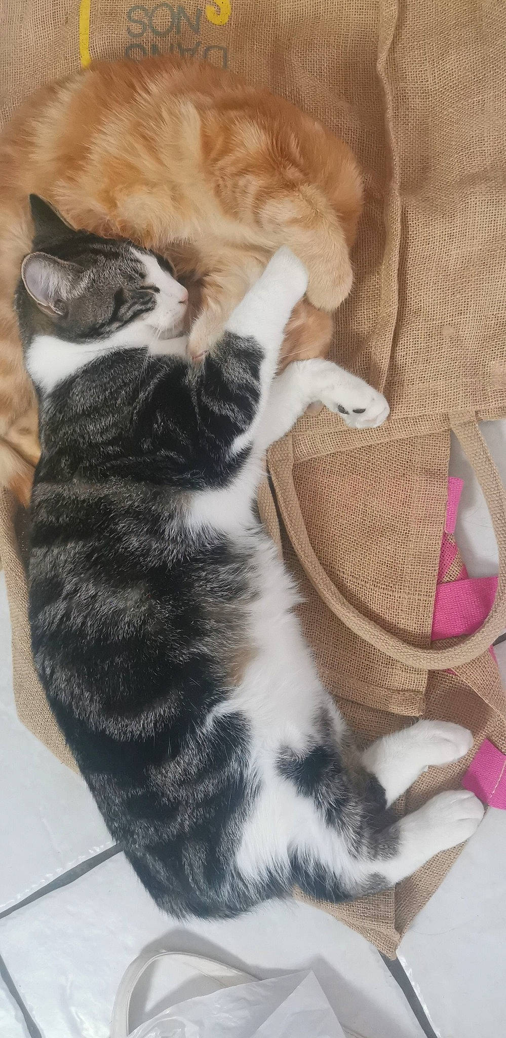Scotty participe au concours pour gagner de l'argent avec cette photo : carnivore, cat, claw, comfort, domestic_short_haired_cat, felidae, foot, fur, paw, small_to_medium_sized_cats, snout, tail, terrestrial_animal, whiskers, wool
