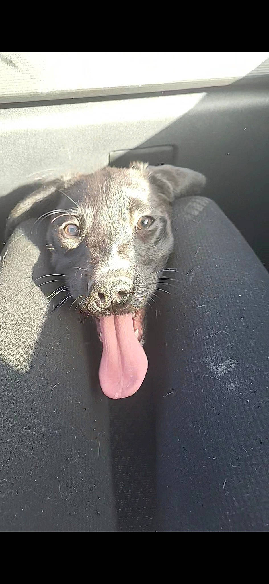 Ruben participe au concours pour gagner de l'argent avec cette photo : borador, canidae, carnivore, companion_dog, dog, dog_breed, fang, fawn, fur, grey, jaw, liver, non_sporting_group, paw, sporting_group, street_dog, terrestrial_animal, whiskers, working_animal