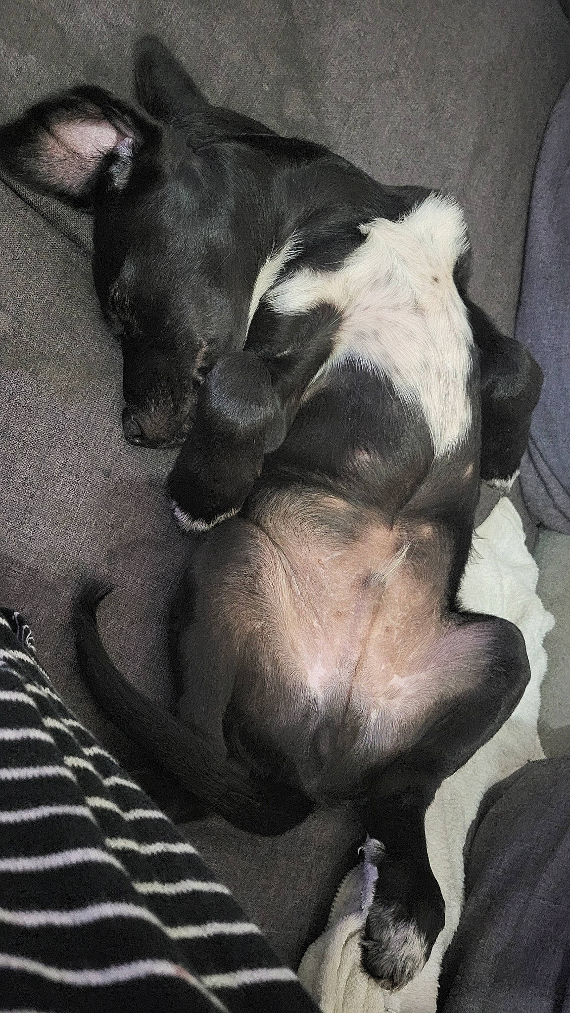Ruben a rejoint le concours — aidez-le/la à gagner de superbes lots ! boston_terrier, canidae, carnivore, comfort, companion_dog, dog, dog_breed, fawn, fur, grey, linens, liver, nap, snout, sporting_group, tail, terrestrial_animal, tints_and_shades, whiskers, working_animal