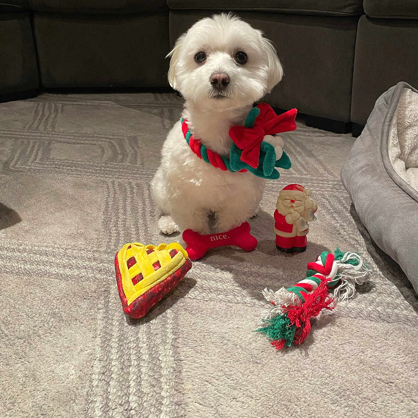 Rocco is registered to the contest to win money with this photo: animal, bone_tag, carpet, christmas, couch, cute, decor, dog, fluffy, holiday, home, indoor, pet, plush_toy, rope_toy, santa_figurine, small_dog, toy, white_dog, wreath