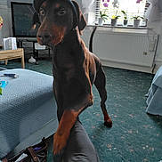 Duke is registered to the contest to win money with this photo: bag, canine, cap, carpet, curtains, doberman, dog, furniture, home, indoor, living_room, paw, person, pet, plants, playing, potted_plants, table, television, window