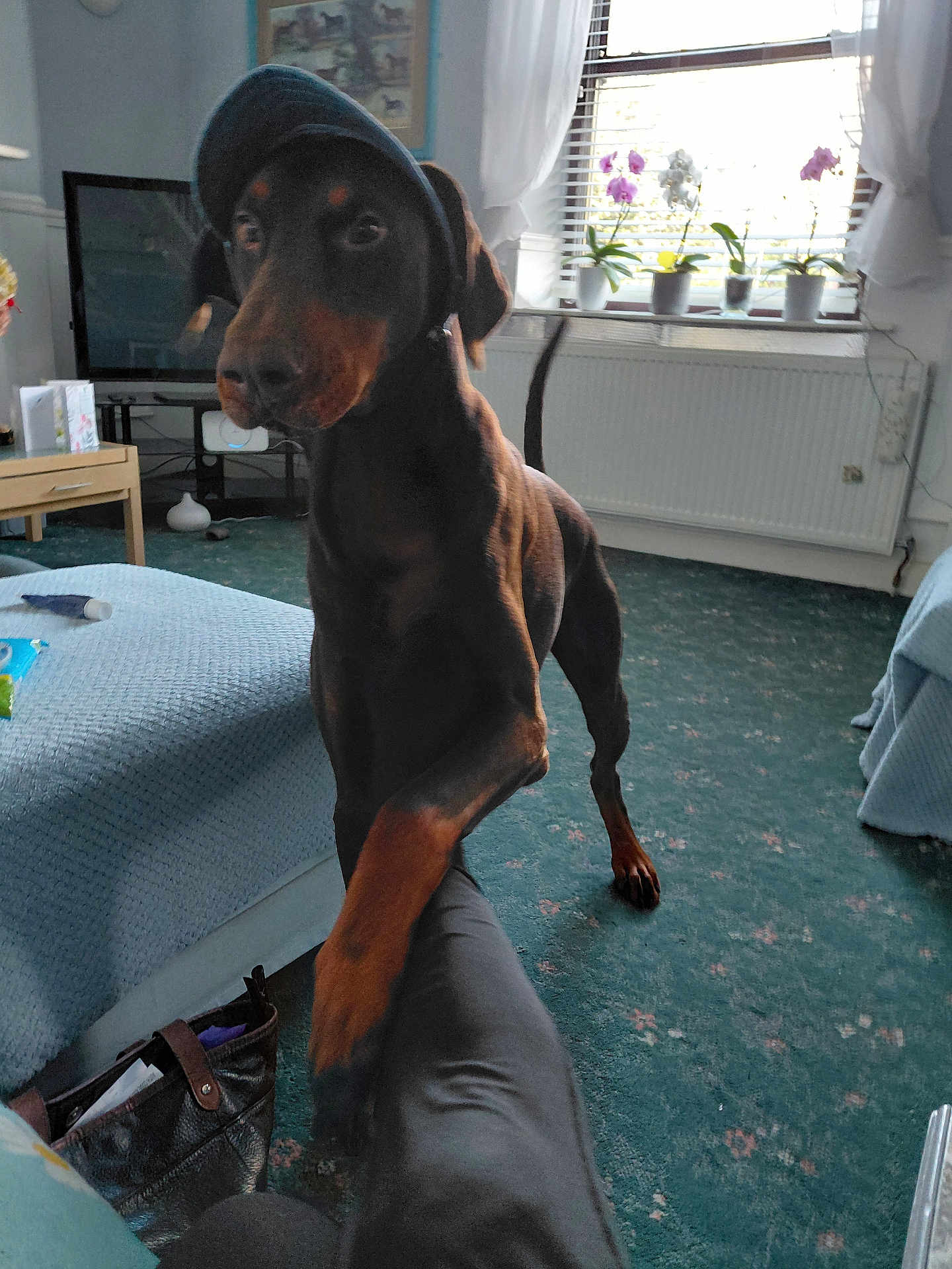 Duke is registered to the contest to win money with this photo: bag, canine, cap, carpet, curtains, doberman, dog, furniture, home, indoor, living_room, paw, person, pet, plants, playing, potted_plants, table, television, window