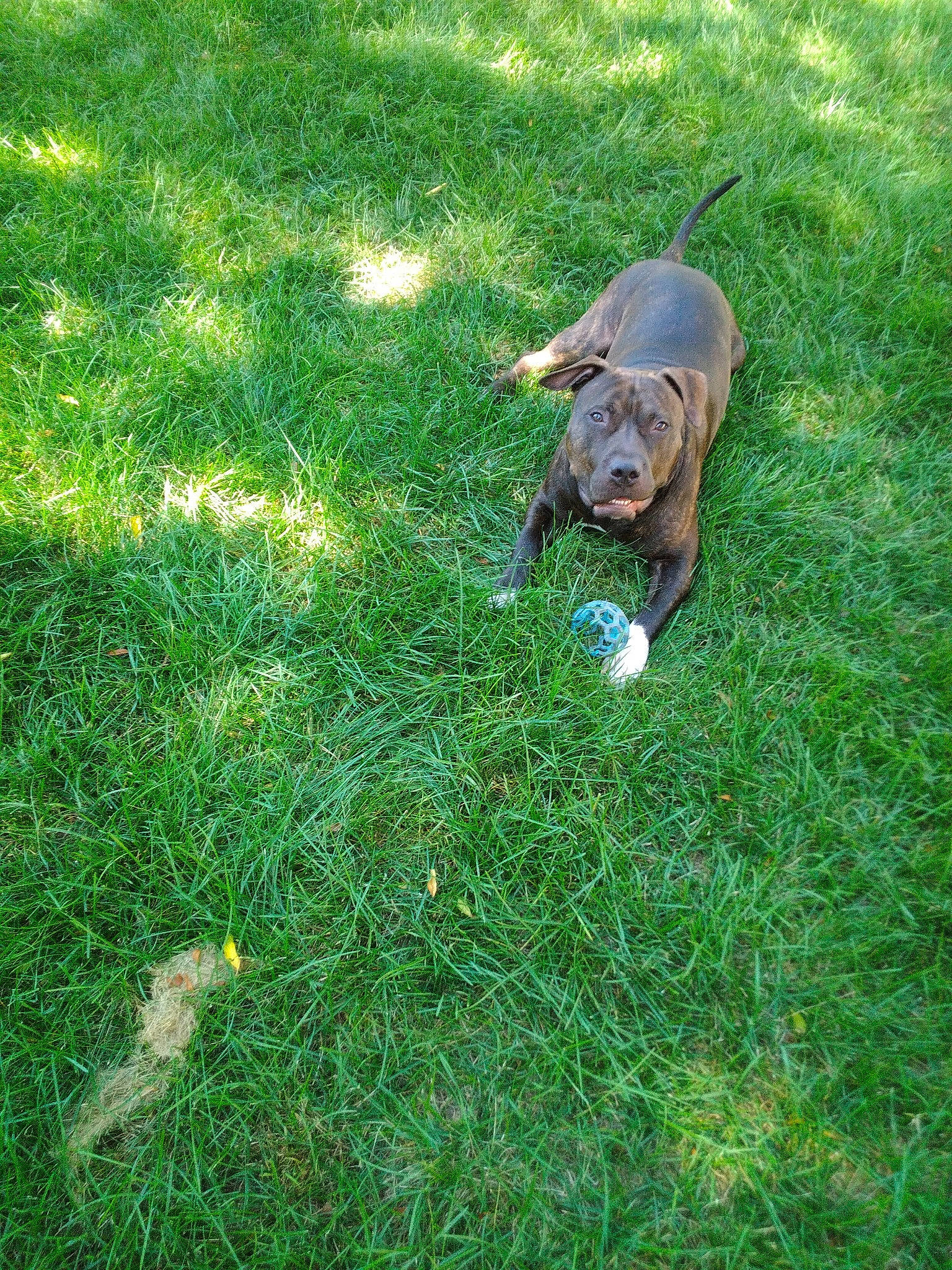 Lucious joined the competition — help win amazing prizes! canidae, carnivore, companion_dog, dog, dog_breed, grass, grassland, groundcover, guard_dog, hunting_dog, lawn, pasture, people_in_nature, plant, shadow, tail, terrestrial_animal, working_animal, working_dog, yard