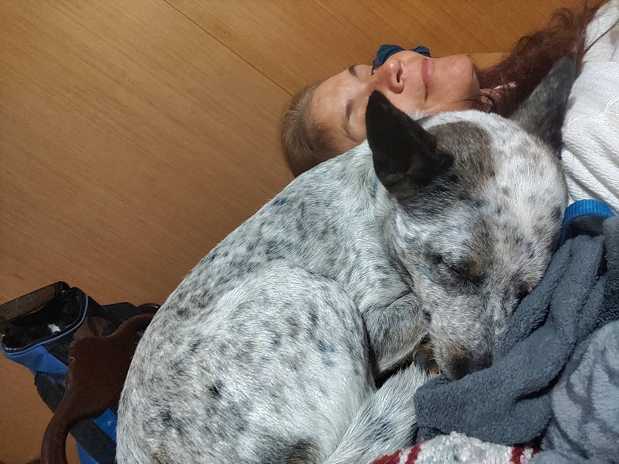 Sadie is registered to the contest to win money with this photo: bag, canidae, carnivore, comfort, companion_dog, couch, dog, dog_breed, domestic_short_haired_cat, felidae, fur, grey, luggage_and_bags, nap, non_sporting_group, sitting, small_to_medium_sized_cats, snout, terrestrial_animal, whiskers