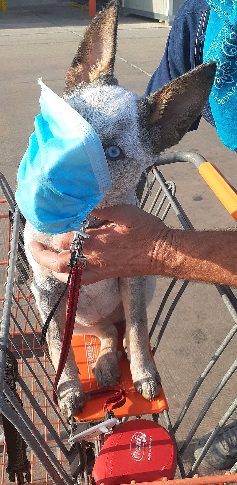 Sadie joined the competition — help win amazing prizes! automotive_wheel_system, blue, canidae, costume, dog_breed, electric_blue, fawn, fun, fur, hat, human_leg, recreation, snout, sunglasses, terrestrial_animal, wheel, working_animal