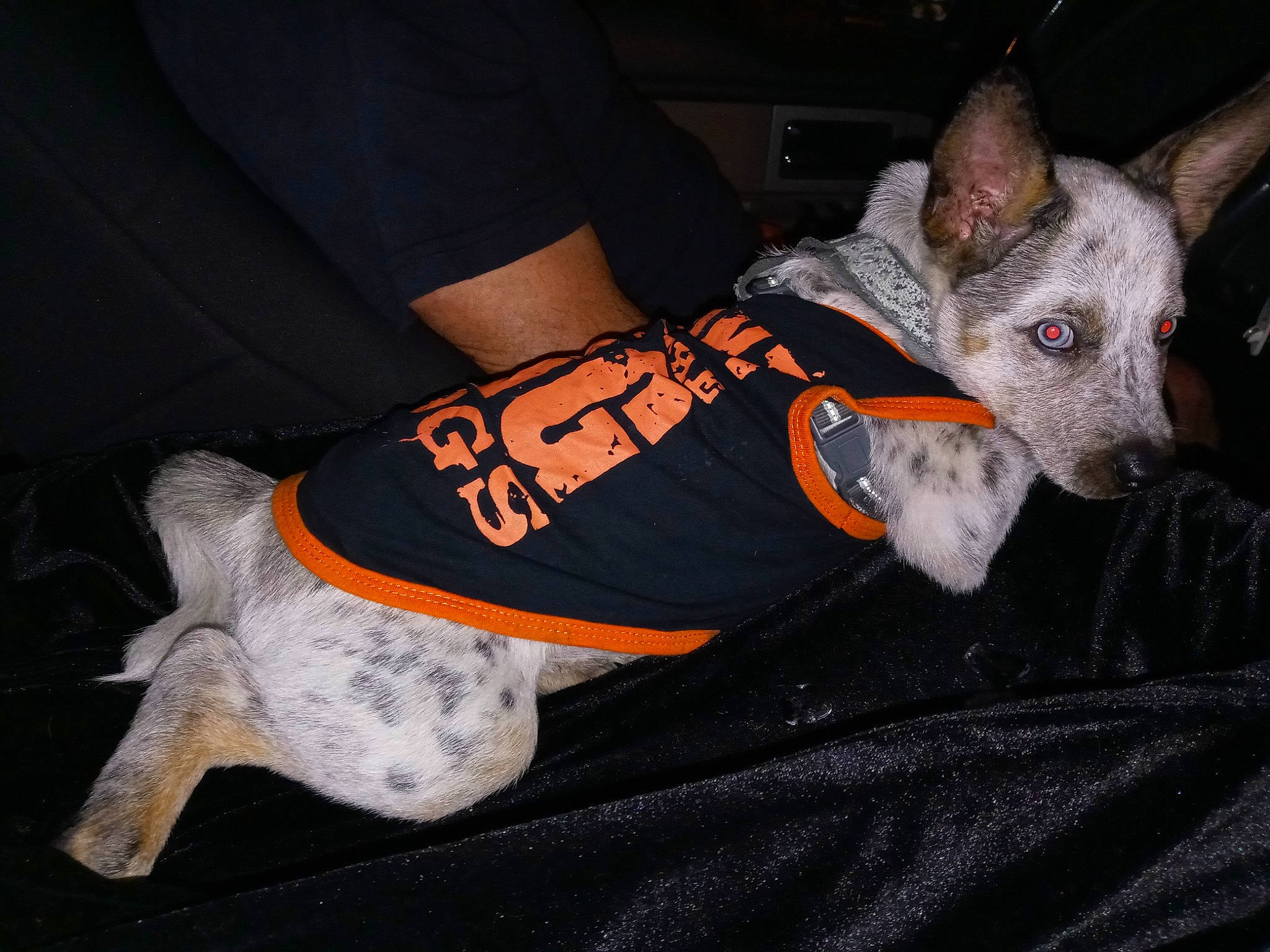 Sadie joined the competition — help win amazing prizes! canidae, carmine, carnivore, collar, companion_dog, dog, dog_breed, dog_clothes, dog_collar, dog_supply, fawn, font, fur, outdoor_shoe, pattern, sleeve, sporting_group, sportswear, toy_dog, wrist