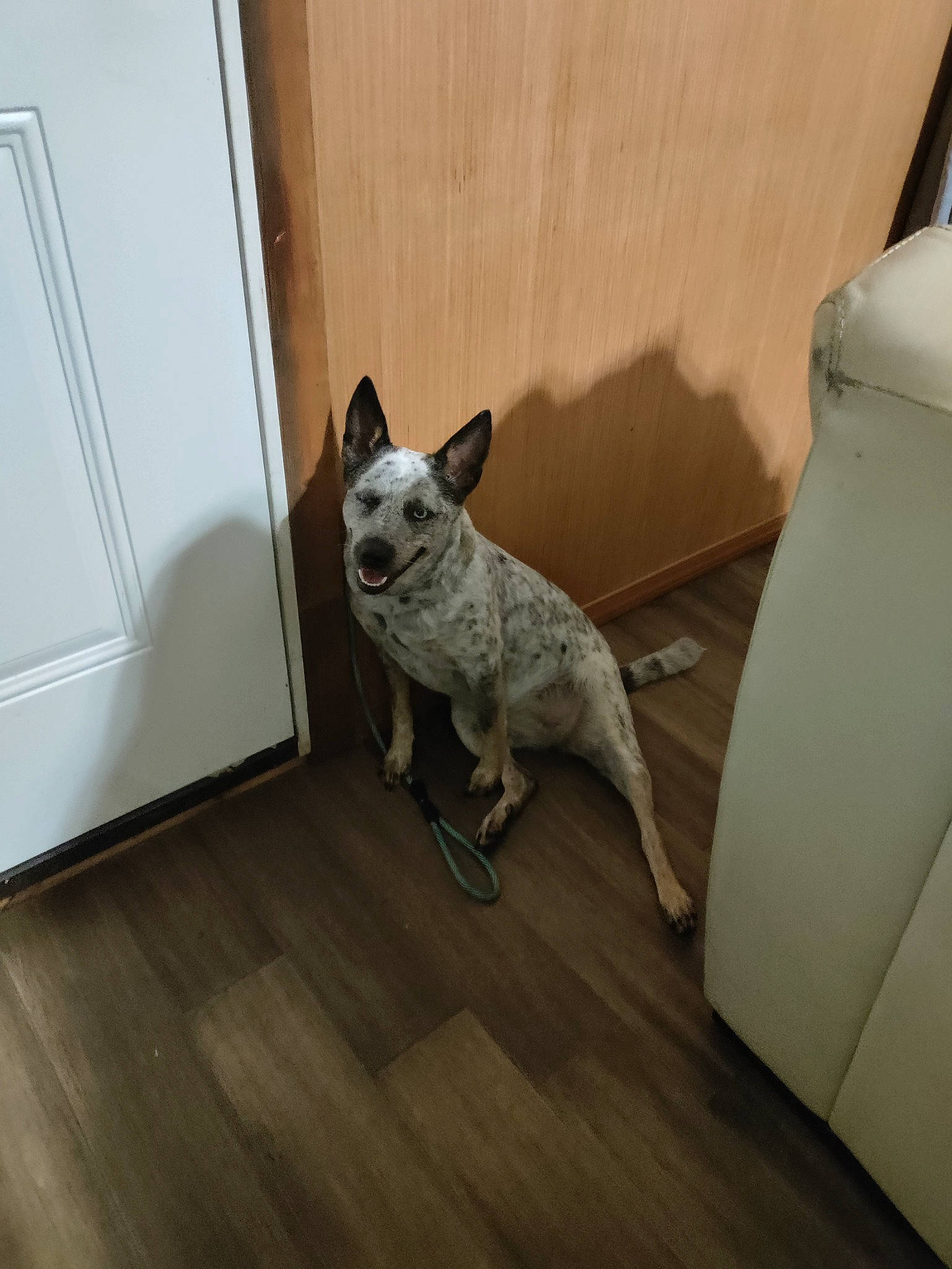 Sadie joined the competition — help win amazing prizes! carnivore, comfort, companion_dog, dog, dog_breed, fawn, felidae, floor, flooring, gas, grey, hardwood, laminate_flooring, small_to_medium_sized_cats, snout, tail, whiskers, wood, wood_flooring, working_animal