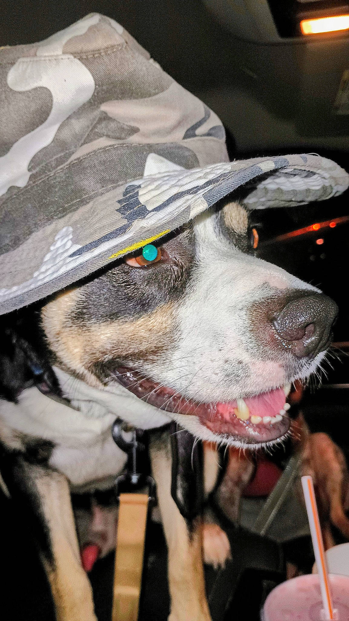 Cheems joined the competition — help win amazing prizes! ancient_dog_breeds, canidae, carnivore, collar, companion_dog, dog, dog_breed, dog_collar, fur, leash, snout, sporting_group, whiskers, working_animal, working_dog