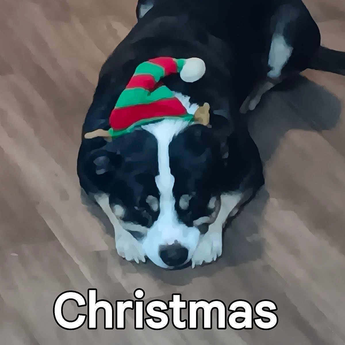 Cheems is registered to the contest to win money with this photo: canidae, carnivore, collar, companion_dog, dog, dog_breed, dog_clothes, dog_collar, dog_supply, font, fur, hat, pet_supply, photo_caption, sleeve, snout, sporting_group, sportswear, tail, working_animal