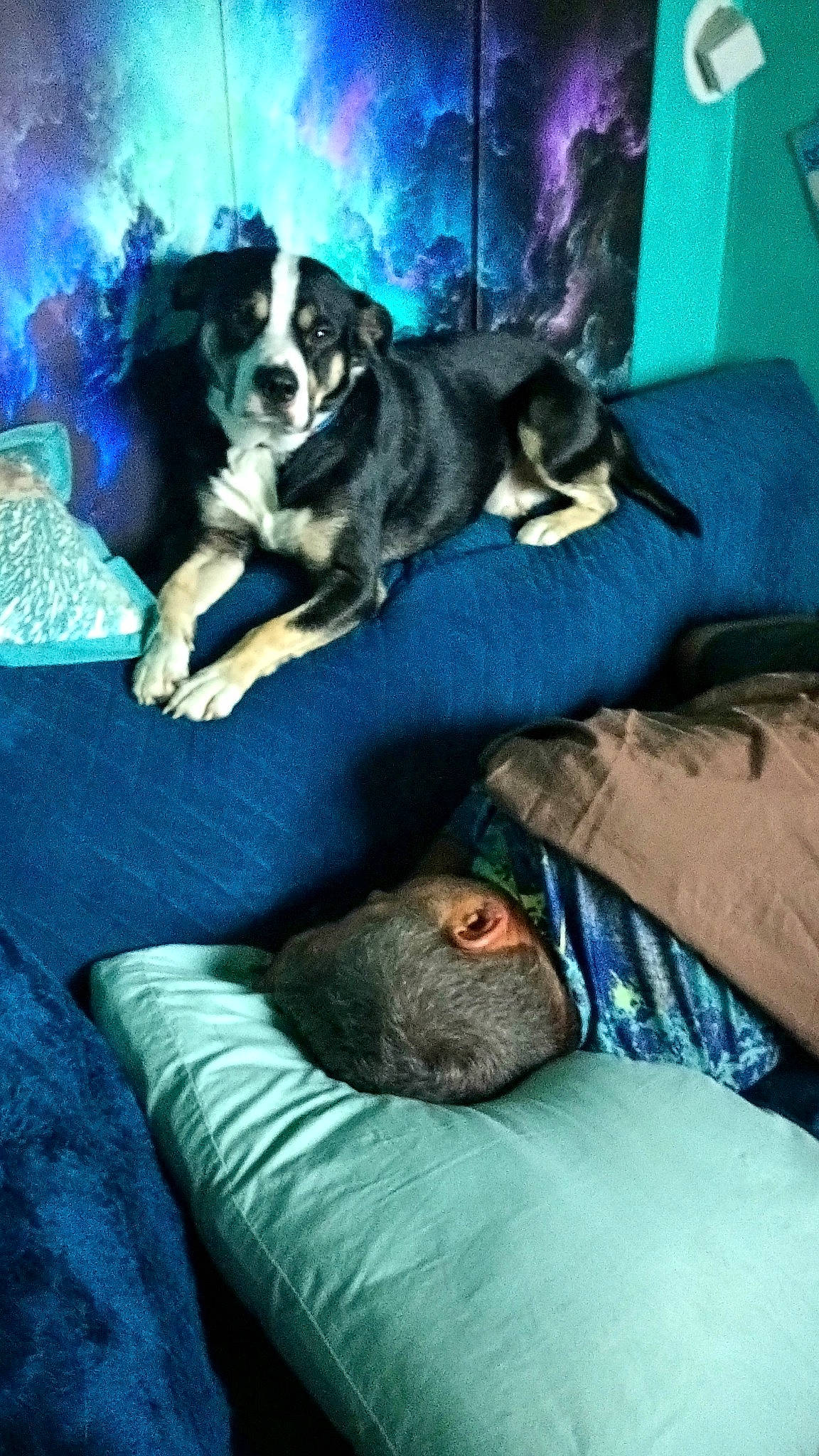 Cheems joined the competition — help win amazing prizes! blue, canidae, carnivore, comfort, companion_dog, couch, dog, dog_breed, electric_blue, fur, herding_dog, linens, mammal, room, sitting, sporting_group, toy_dog, working_dog