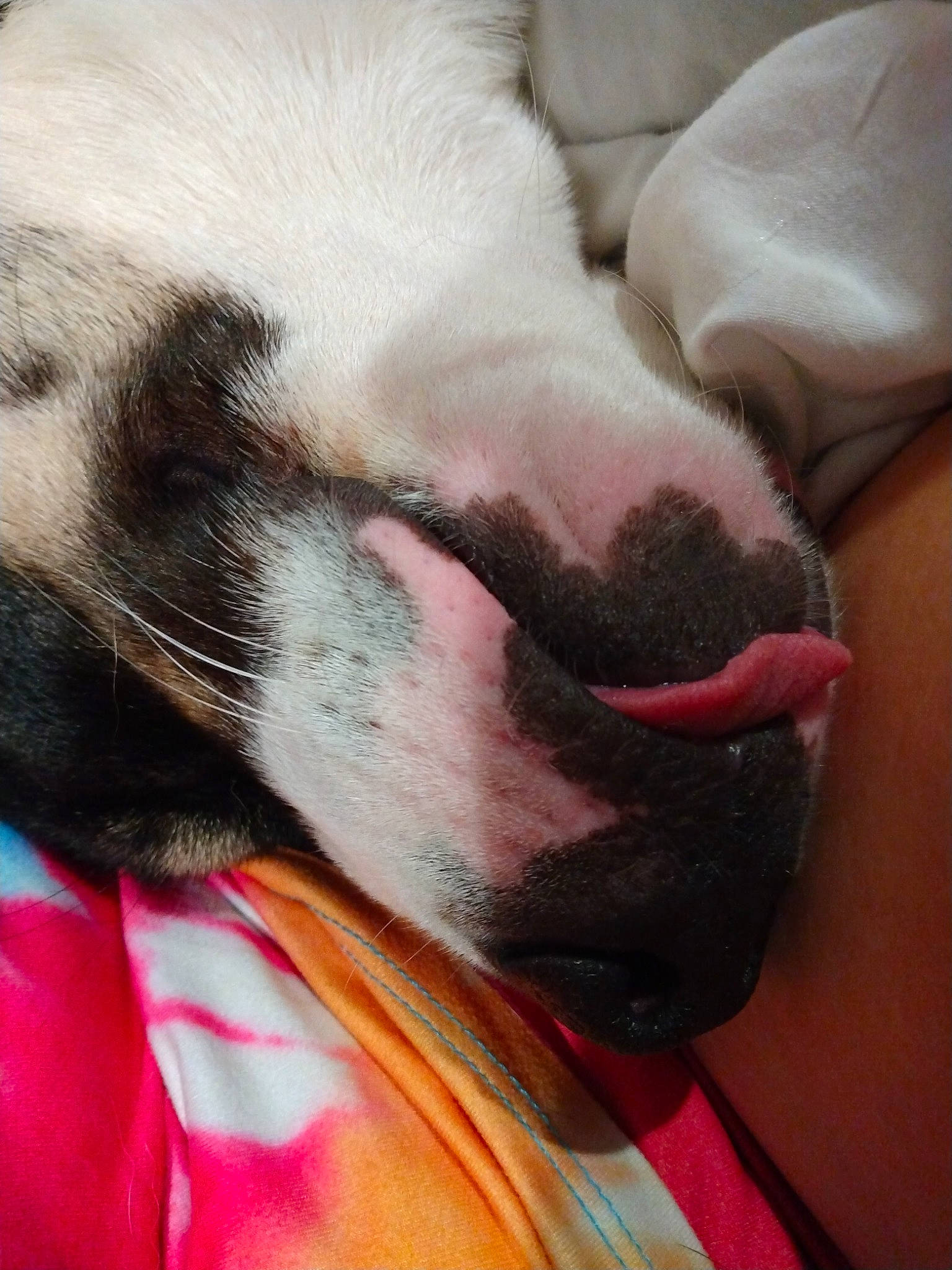 Cheems joined the competition — help win amazing prizes! audio_equipment, canidae, carnivore, collar, comfort, companion_dog, dog, dog_breed, fawn, felidae, fur, grey, guard_dog, nap, paw, snout, sporting_group, toy_dog, whiskers, working_animal