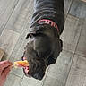 animal, bite, black_dog, canine, closeup, collar, dog, floor, food, fun, hand, human_hand, indoor, licking, pet, popsicle, summer, tile_floor, treat, white_shoe