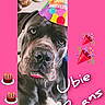 animal, birthday, birthday_cake, birthday_hat, canine, celebration, close_up, colorful, cute, decor, dog, emojis, festive, hat, indoor, party, party_poppers, pet, pink_background, portrait