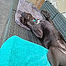 canine, collar, couch, dog, domestic_animal, floor_tiles, fur, lying_down, outdoor, paw, paws_up, pet, playful, purple_mat, relaxed, resting, snout, stone_wall, towel, woven_furniture