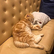 Roully participe au concours pour gagner de l'argent avec cette photo : animal, cat, couch, cozy, cute, domestic_cat, feline, fish_shaped_pillow, fur, furniture, home, indoor, leather_couch, nap, orange_tabby, pet, plush_pillow, relaxed, resting, sleeping