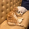 animal, cat, couch, cozy, cute, domestic_cat, feline, fish_shaped_pillow, fur, furniture, home, indoor, leather_couch, nap, orange_tabby, pet, plush_pillow, relaxed, resting, sleeping