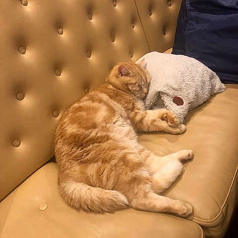 Roully participe au concours pour gagner de l'argent avec cette photo : animal, cat, couch, cozy, cute, domestic_cat, feline, fish_shaped_pillow, fur, furniture, home, indoor, leather_couch, nap, orange_tabby, pet, plush_pillow, relaxed, resting, sleeping