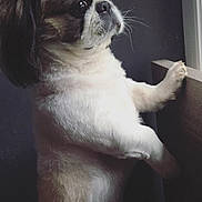 Rio participe au concours pour gagner de l'argent avec cette photo : dog, pet, fluffy, standing, indoor, furniture, window, curious, small_dog, white, brown, black, face, ears, fur, paw, whiskers, side_view, alert, companion