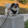 Rio participe au concours pour gagner de l'argent avec cette photo : dog, pet, animal, outdoor, concrete_block, leash, tongue, fur, black_and_white, small_dog, grass, nature, daylight, sidewalk, happy, cute, mammal, standing, tongue_out, fluffy