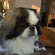 Rio a rejoint le concours — aidez-le/la à gagner de superbes lots ! animal, blanket, brown, companion, cozy, cute, dog, domestic, fluffy, fur, furniture, houseplant, indoor, living_room, pet, portrait, relaxed, side_view, warm_lighting, white