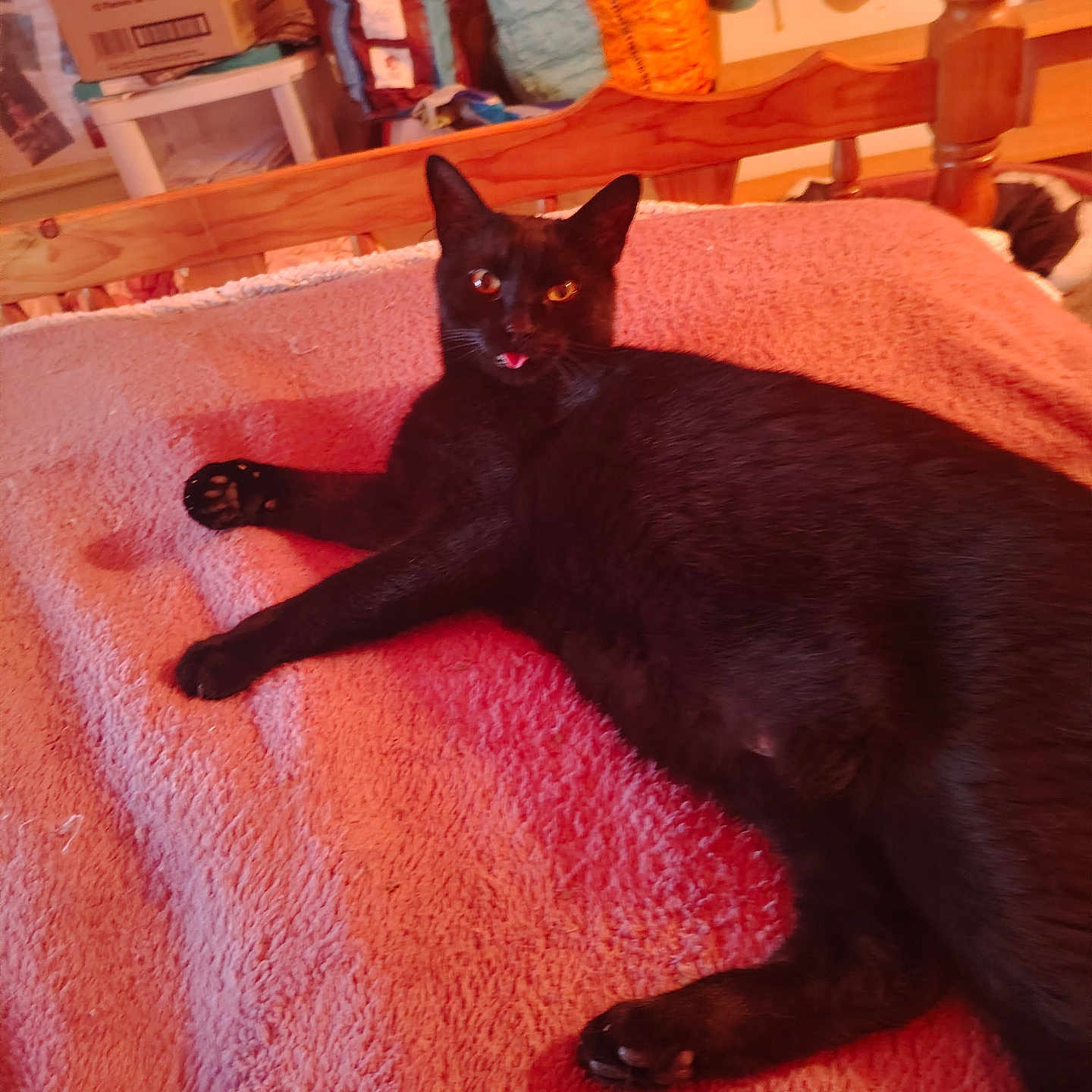 Zorro a rejoint le concours — aidez-le/la à gagner de superbes lots ! animal, bed, black_cat, cardboard_box, cat, colorful_bags, cozy, domestic, feline, fur, indoor, lying_down, pet, pink_towel, playful, relaxed, room, soft_texture, tongue_out, wooden_bed_frame