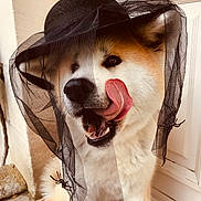 Yoko participe au concours pour gagner de l'argent avec cette photo : adorable, animal, black_hat, brown_fur, canine, closeup, costume, cute, dog, door, fluffy, funny, hat, indoor, licking, pet, portrait, tongue, veil, white_fur