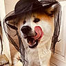 adorable, animal, black_hat, brown_fur, canine, closeup, costume, cute, dog, door, fluffy, funny, hat, indoor, licking, pet, portrait, tongue, veil, white_fur