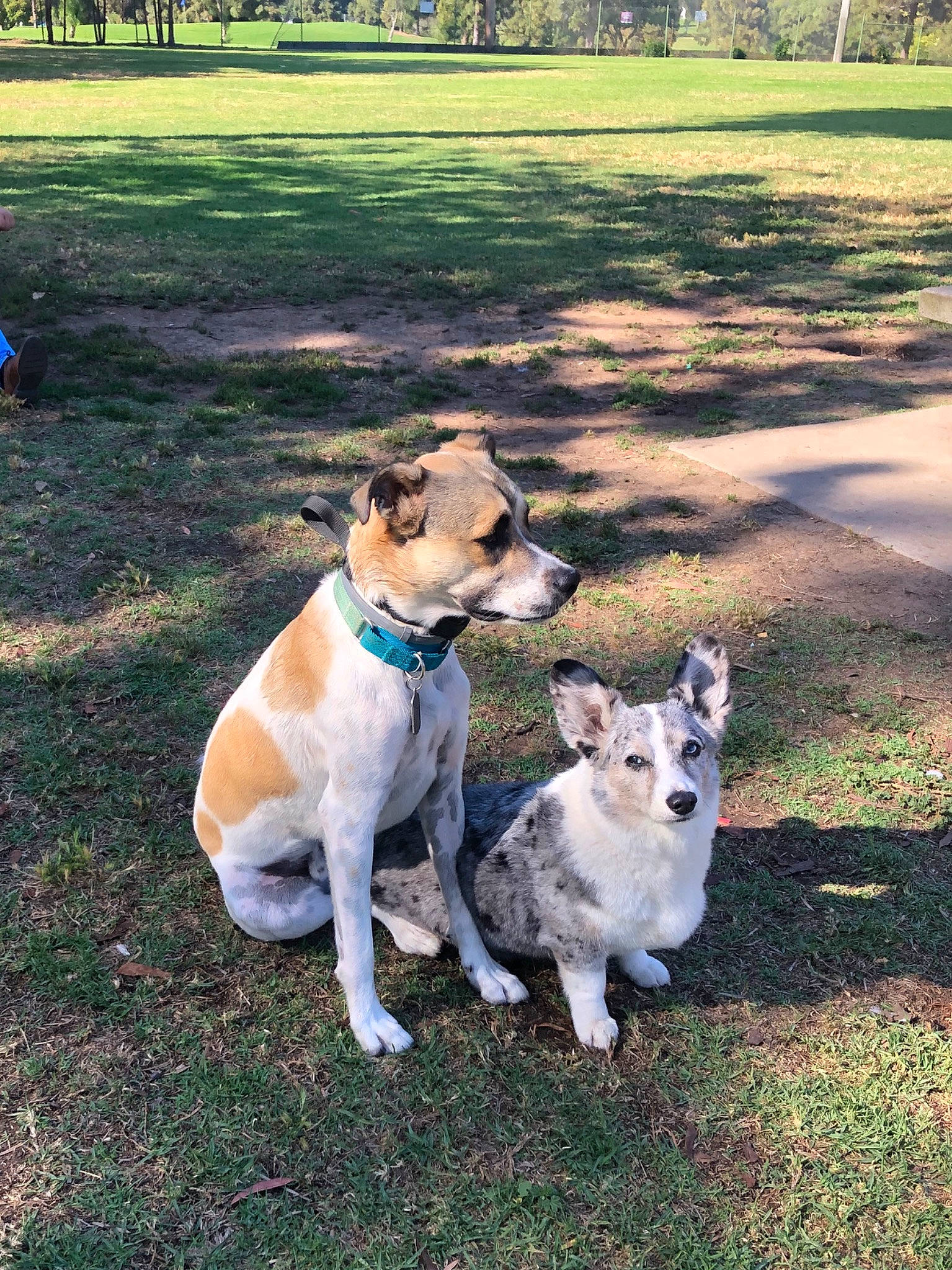 Delilah joined the competition — help win amazing prizes! canidae, carnivore, companion_dog, dog, dog_breed, dog_walking, feist, grass, mammal, puppy, rat_terrier, sporting_group, vertebrate