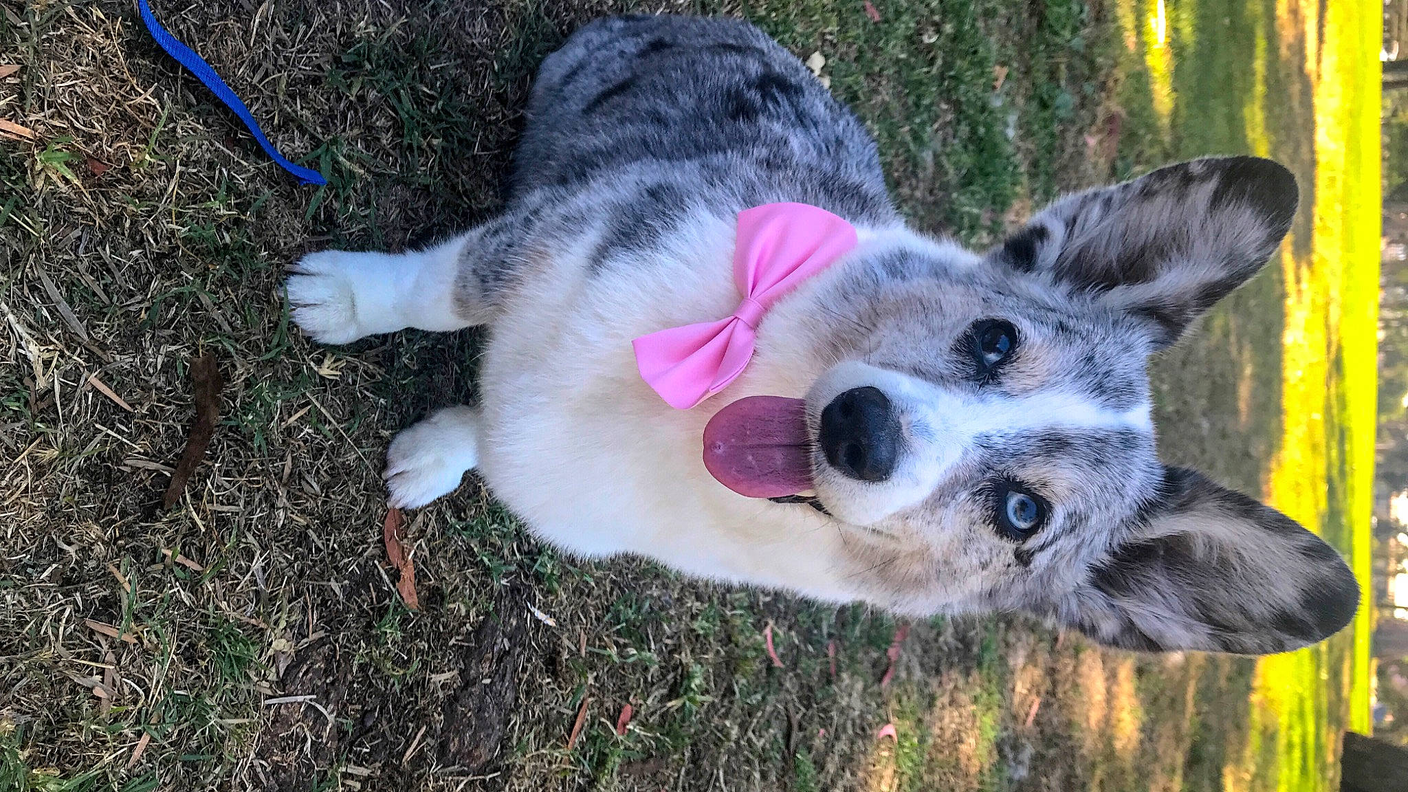 Delilah joined the competition — help win amazing prizes! australian_cattle_dog, australian_shepherd, border_collie, canidae, cardigan_welsh_corgi, carnivore, dog, dog_breed, herding_dog, koolie, mammal, miniature_australian_shepherd, pembroke_welsh_corgi, snout, sporting_group, texas_heeler, vertebrate, welsh_corgi