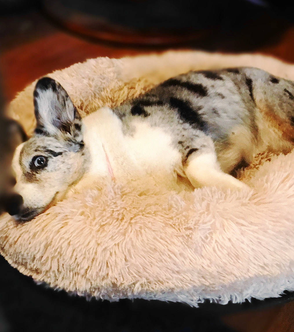 Delilah is registered to the contest to win money with this photo: canidae, carnivore, cat, dog, ear, fawn, felidae, fur, puppy, sporting_group, wildlife