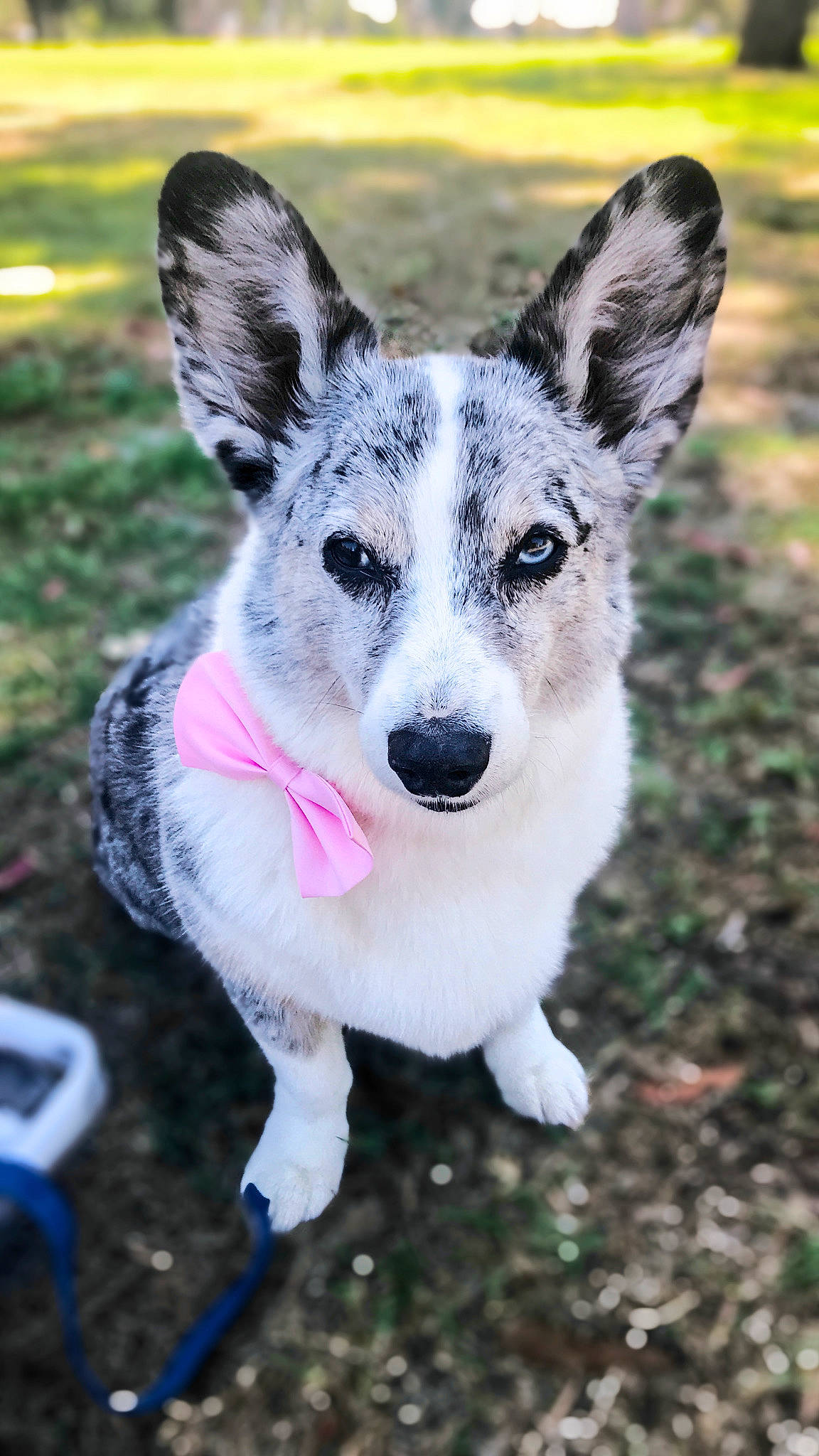 Delilah is registered to the contest to win money with this photo: canidae, cardigan_welsh_corgi, carnivore, companion_dog, dog, dog_breed, koolie, mammal, pembroke_welsh_corgi, rare_breed_dog, snout, swedish_vallhund, texas_heeler, vertebrate, welsh_corgi