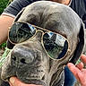 dog, sunglasses, rayban, closeup, pet, canine, outdoor, person, hand, reflection, glasses, face, fashion, animal, portrait, grey_fur, collar, human_interaction, summer, shade