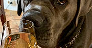 Priska participe au concours pour gagner de l'argent avec cette photo : animal, background, brown_dog, canine, chain_collar, close_up, curious, dog, drink, glass, glassware, home, indoor, liquid, pet, plant, reflection, sniffing, sparkling, tile_floor