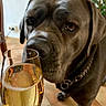 dog, glass, drink, sparkling, tile_floor, plant, indoor, curious, brown_dog, chain_collar, close_up, pet, animal, sniffing, liquid, glassware, reflection, home, background, canine