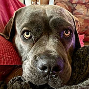 Priska participe au concours pour gagner de l'argent avec cette photo : animal, blanket, brown, canine, close_up, comfort, couch, cozy, dog, expression, eyes, face, fur, home, indoor, nose, pet, portrait, relaxed, resting