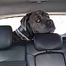 dog, black_dog, car_interior, leather_seat, headrest, pet, animal, collar, chain_collar, window, backseat, resting, looking, curious, canine, domestic_animal, transportation, seat, daylight, inside_car