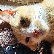 Ziggy joined the competition — help win amazing prizes! cat, close_up, face, whiskers, fur, pet, animal, indoor, remote_control, orange_cat, white_fur, pink_nose, eyes, ears, curious, lying_down, texture, soft_light, domestic_cat, relaxing