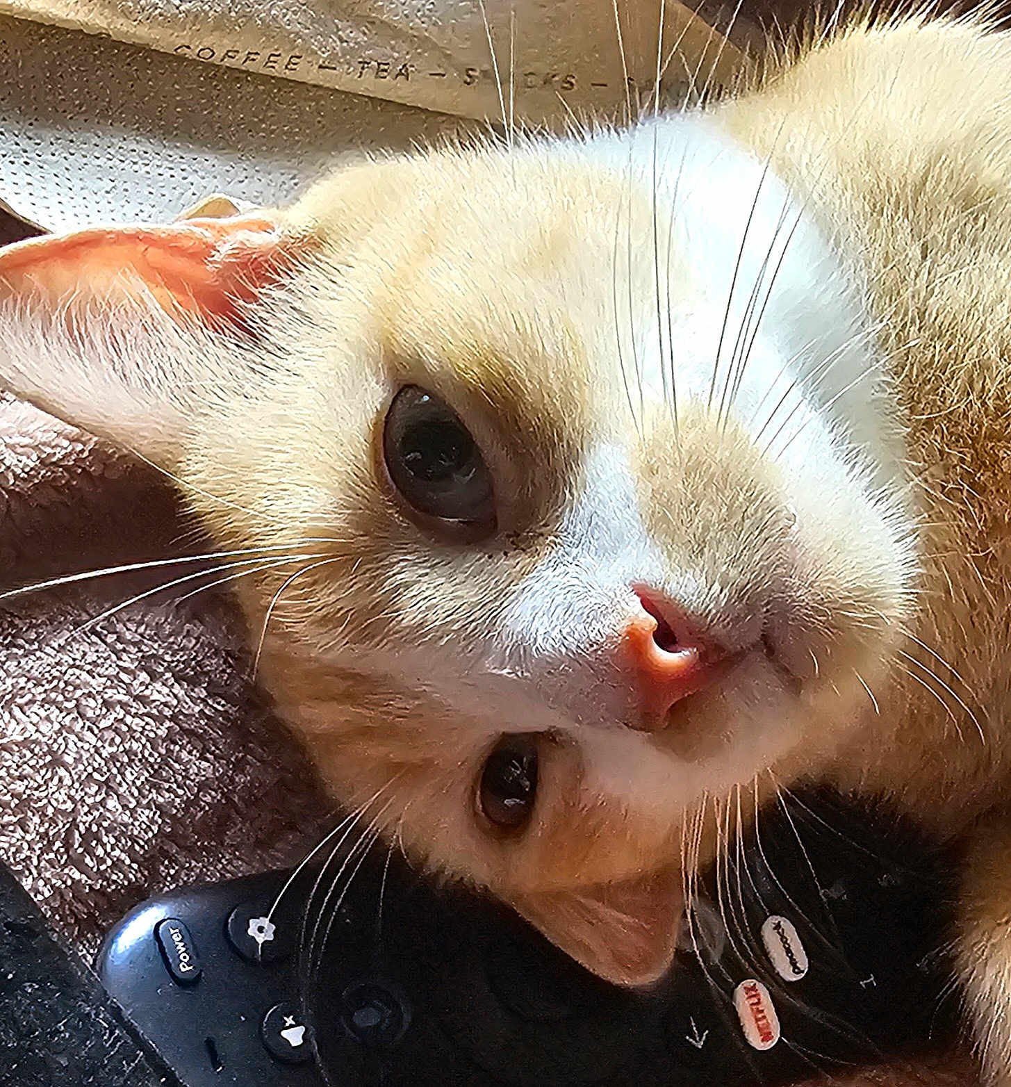 Ziggy joined the competition — help win amazing prizes! cat, close_up, face, whiskers, fur, pet, animal, indoor, remote_control, orange_cat, white_fur, pink_nose, eyes, ears, curious, lying_down, texture, soft_light, domestic_cat, relaxing